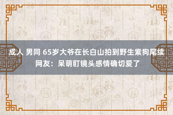 成人 男同 65岁大爷在长白山拍到野生紫狗尾续 网友：呆萌盯镜头感情确切爱了